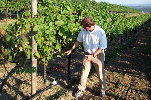 Willy Bründlmayer erklärt seine Rieden am Käferberg