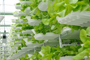 Salat der auf einem Regalsystem übereinander wächst