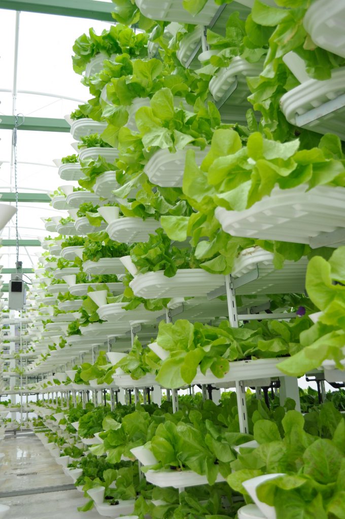 salat growing on a vertical shelf system