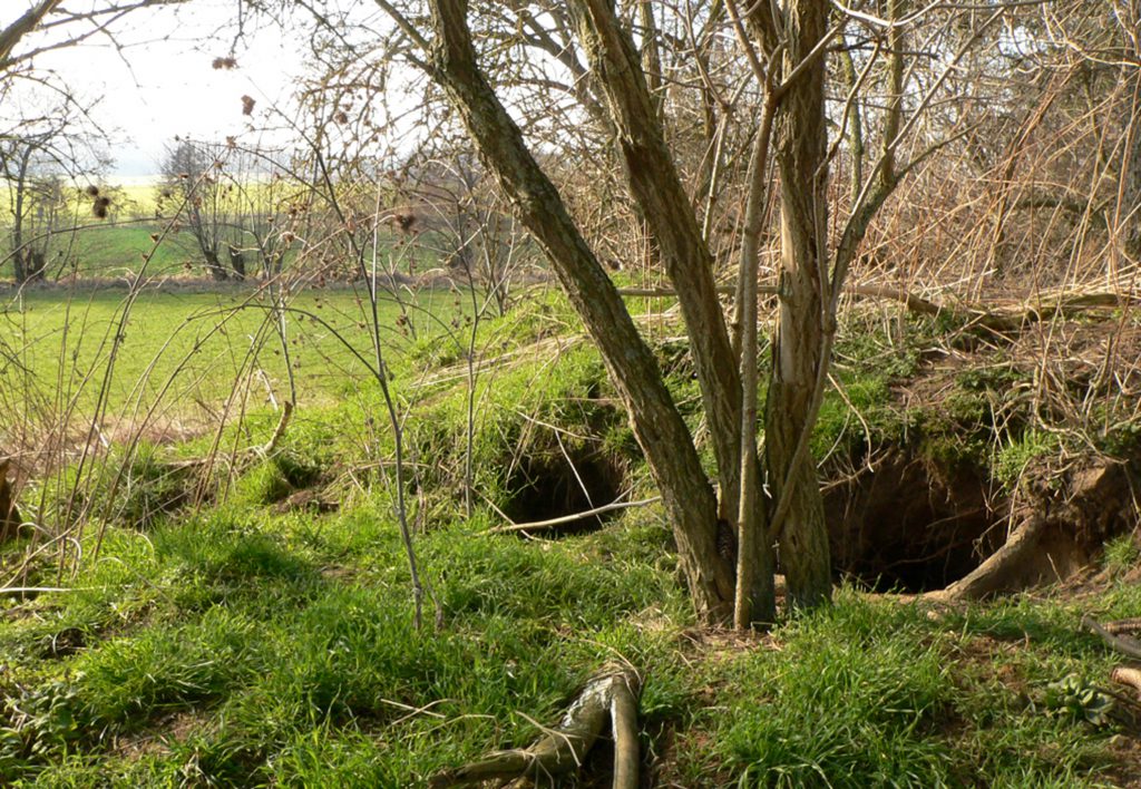 Eine Wiese mit zwei kleine runden Höhlen Eingängen und einem Baum