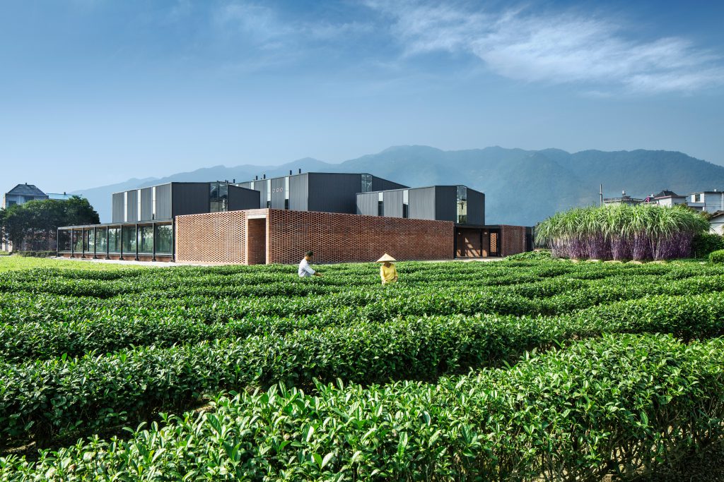 A tea plantation with two workers and a hall in the background