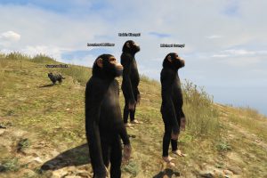 Three monkeys in a meadow