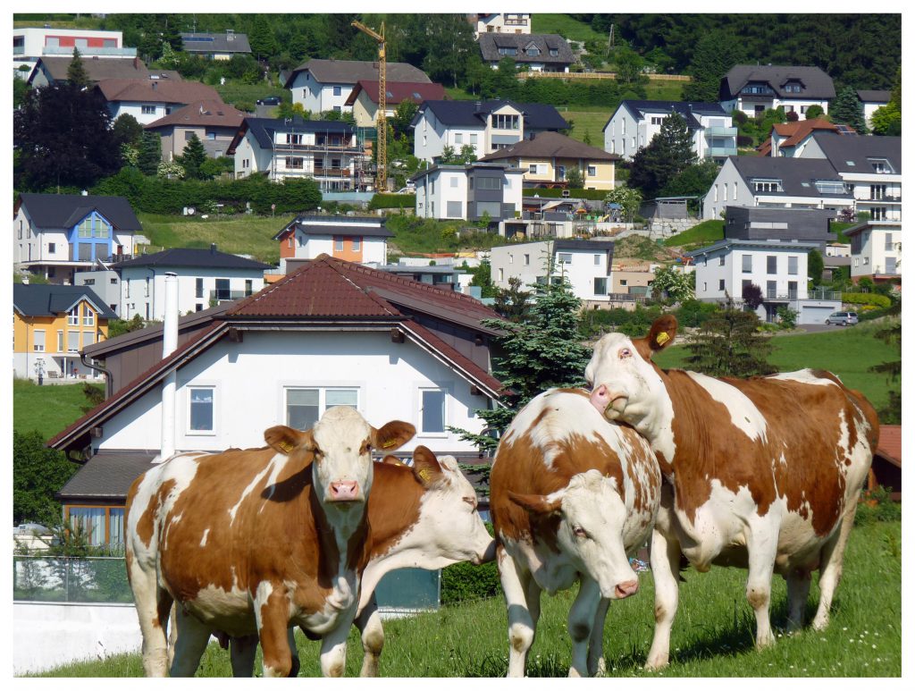 Vier Kühe auf einer Wiese, dahinter viele Einfamilienhäuser