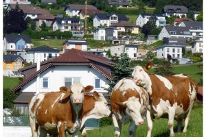 Vier Kühe auf einer Wiese, dahinter viele Einfamilienhäuser