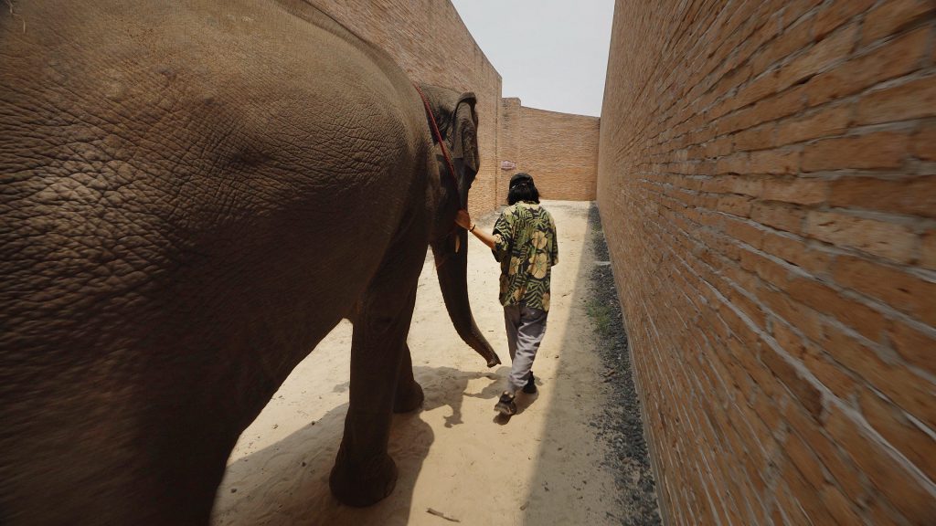Mann geht mit Elefant durch einen Durchgang