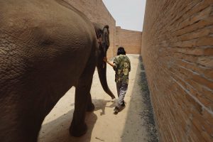 Mann geht mit Elefant durch einen Durchgang