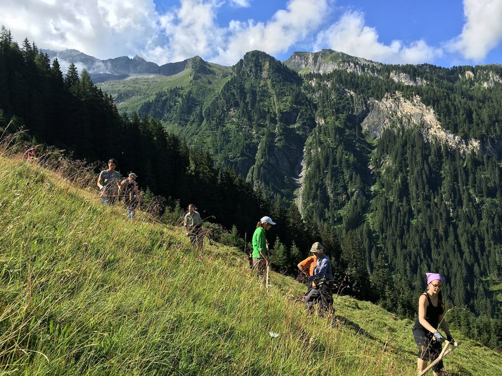 several people on a steep meadow with scythes in their hands, high mountains behind them