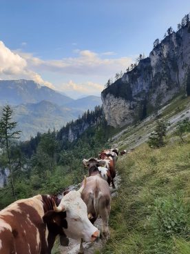 Many cows in a row on an alpine meadow