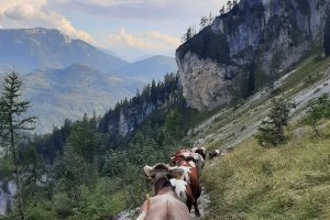 viele Kühe hintereinander auf einer Almwiese