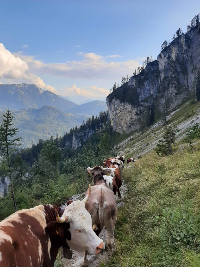 viele Kühe hintereinander auf einer Almwiese