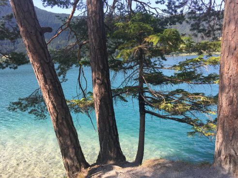 3 trees directly on the shore of a turquoise blue lake