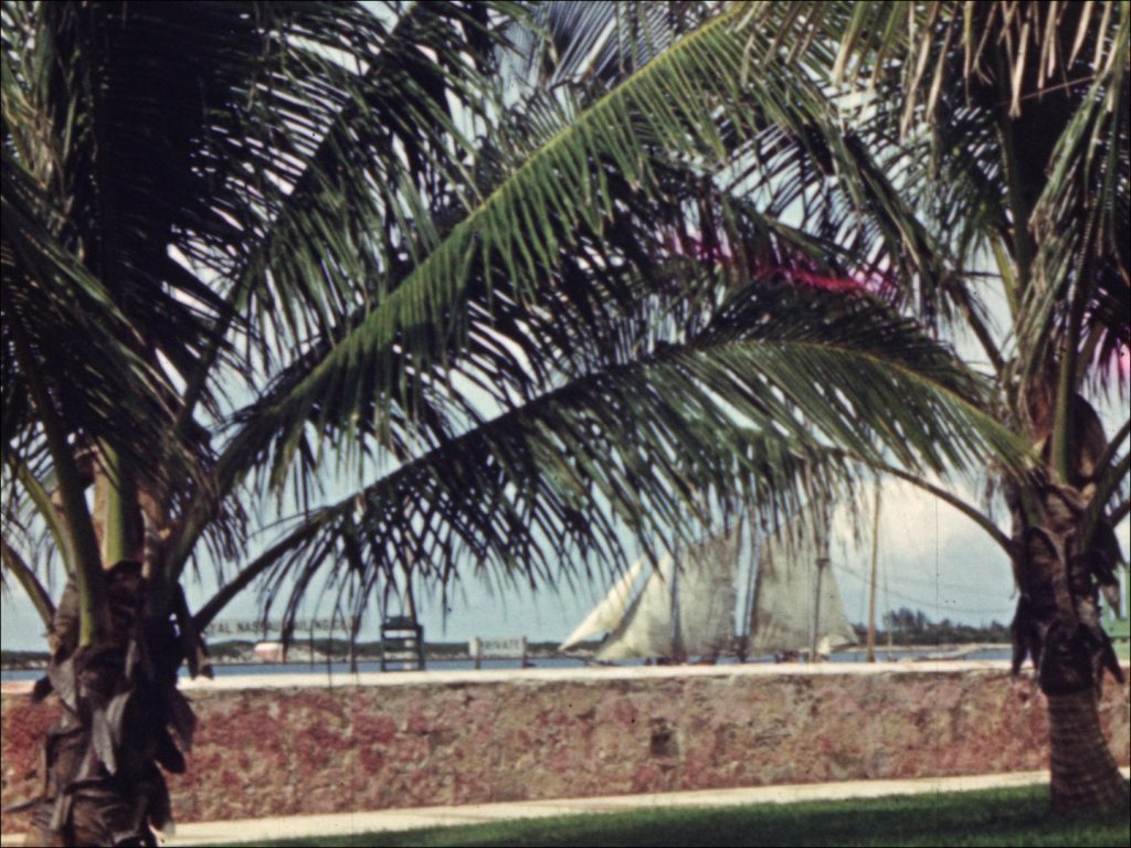 Palm trees in front of a harbour with a sailing ship