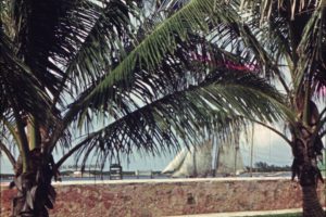 Palm trees in front of a harbour with a sailing ship