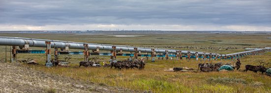 huge steppe with reindeer and a kind of pipeline running through it