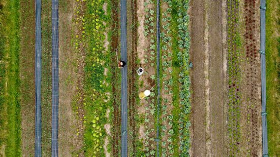 Farmers at work in a field photographed from above