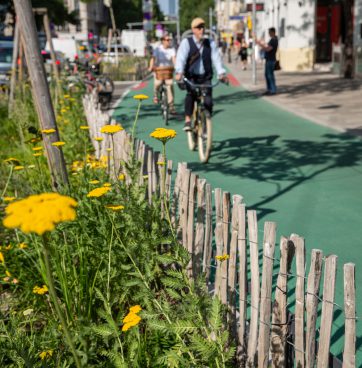 Cyclist on green cycle path, flower bed with wooden fence in foreground
