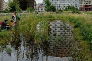 ein Teich mit viel Wiese drum herum, dahinter mehrere mehrgeschossige Wohnblöcke